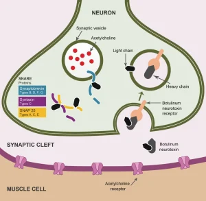 سم بوتولینوم