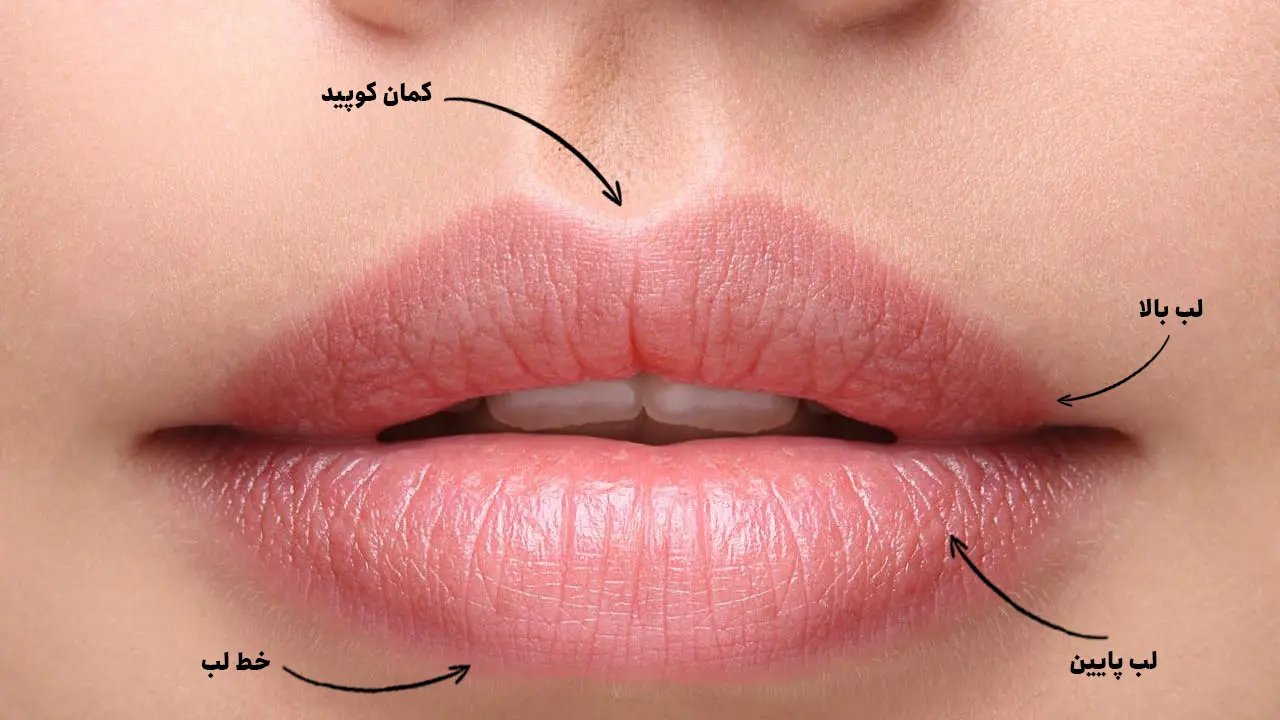 تصویر نقاط یک لب برای تزریق ژل لب روسی