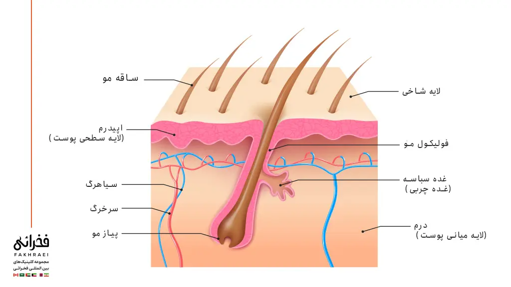 ساختار پوست و فولیکول مو