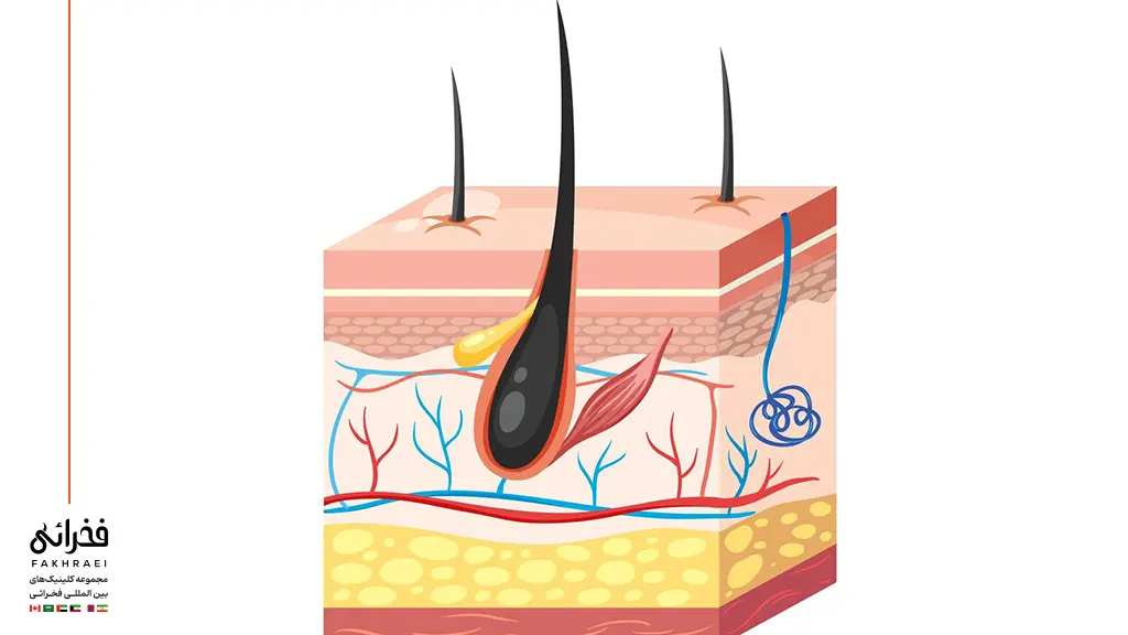 تصویر مو همراه فولیکول مو