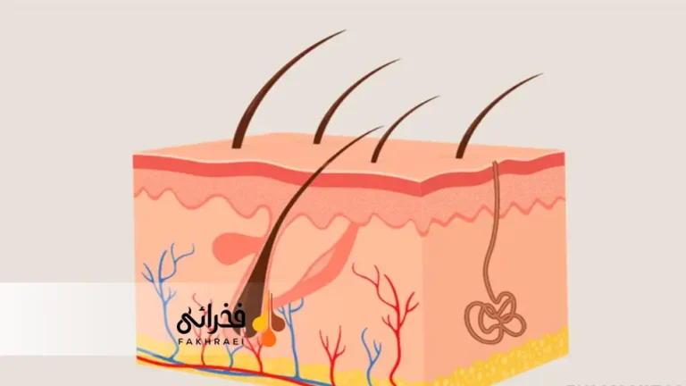 غدد سباسه چیست