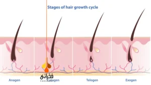 فاز اگزوژن مو چیست؟