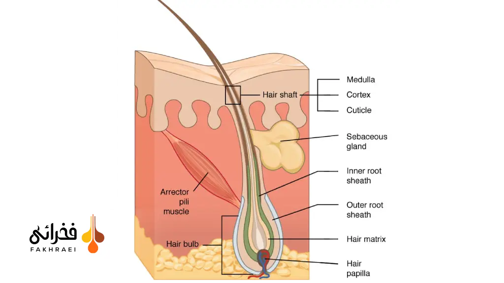 ماتریکس مو (Hair Matrix) چیست؟