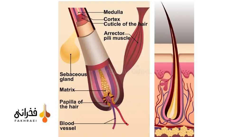 ماتریکس مو (Hair Matrix) چیست؟