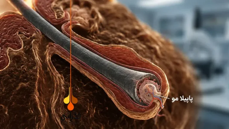 پاپیلای مو (Hair Papilla) چیست؟