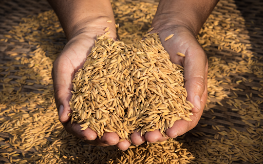 سبوس برنج چیست؟